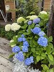 あじさい🌸