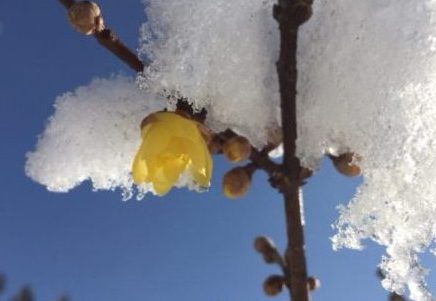 春分の日　雪･･･ですね｡｡｡