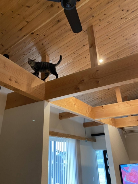 ペットと一緒に住むデザイン住宅・家づくり🐶🐈🐦