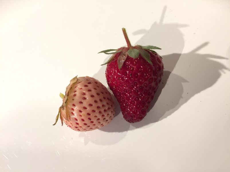 いちごの収穫(*´艸`*)♥