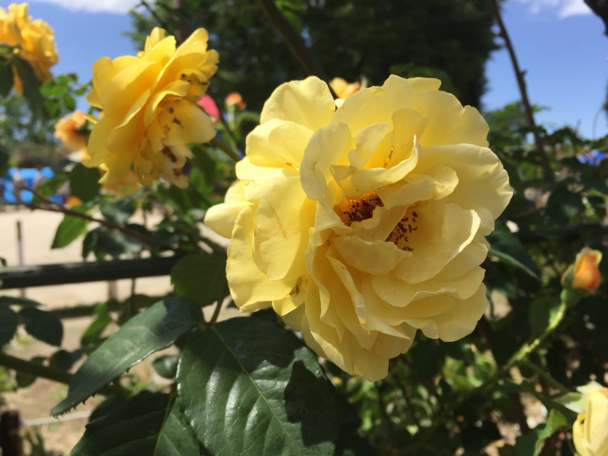 ❁花鳥風月は歳のせい？^^;