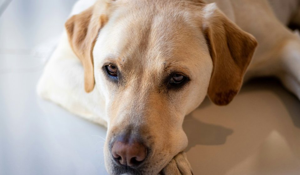 犬と暮らす家におすすめの土間リビングとは？新築・注文住宅｜熊谷・籠原・深谷・本庄・寄居・秩父】