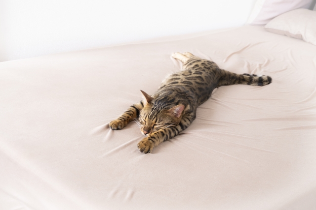 猫と一緒に暮らす家づくり実例｜間取りアイデアと設備の選び方【熊谷・深谷・本庄の注文住宅】