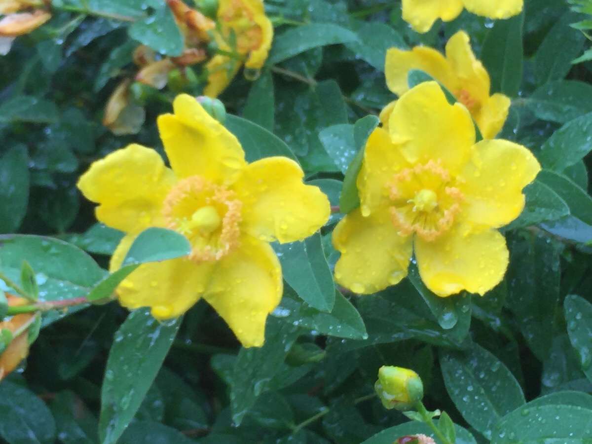 雨！　なお散歩♫　して来ました(^_-)-☆