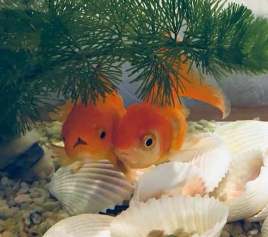 素敵な・・・。(*´﹀`*)