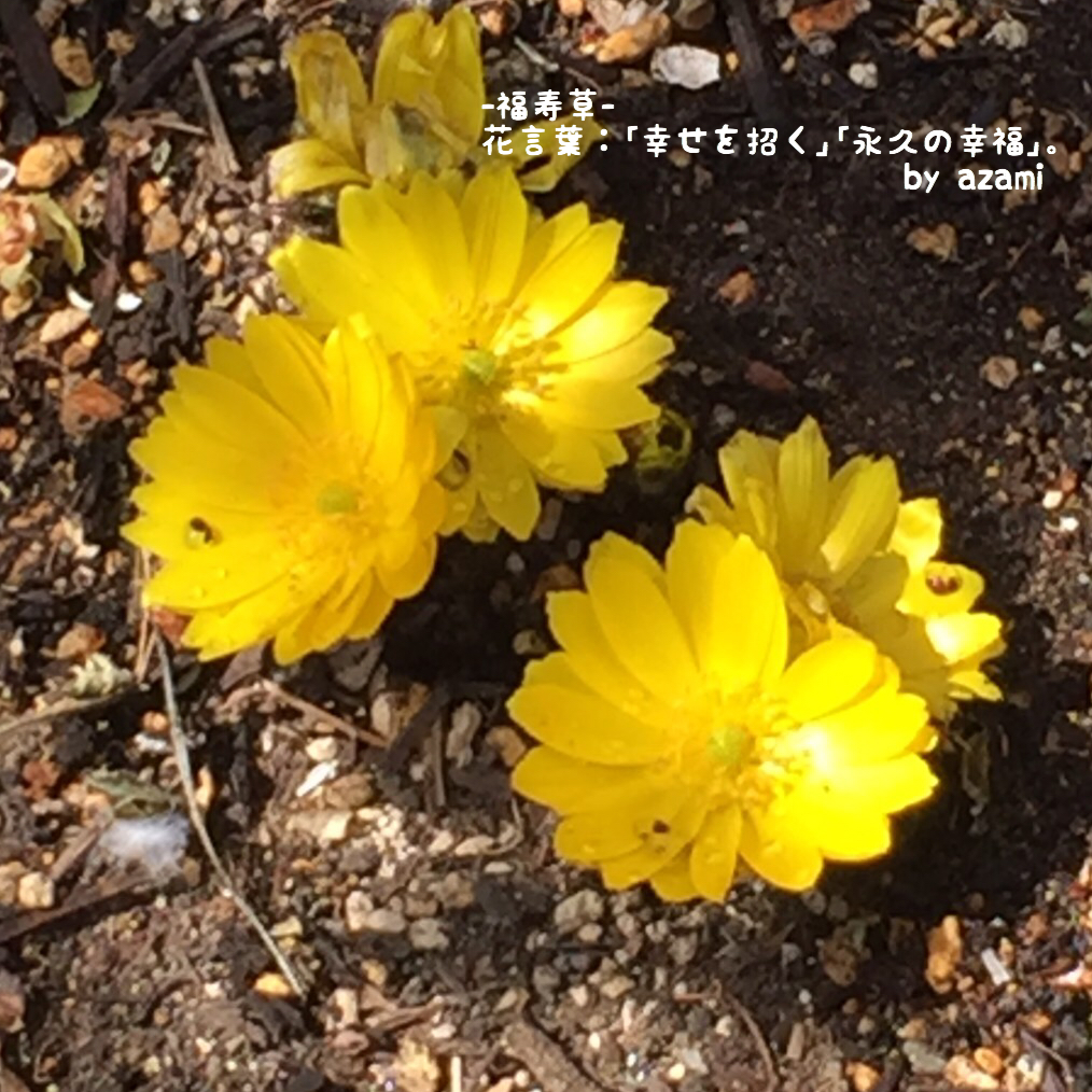 今日から３月”(-“”-)”