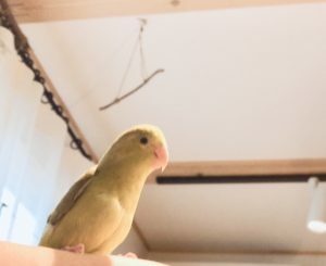 暑くなってきました(^^;